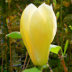 Magnolia Yellow Lantern C15
